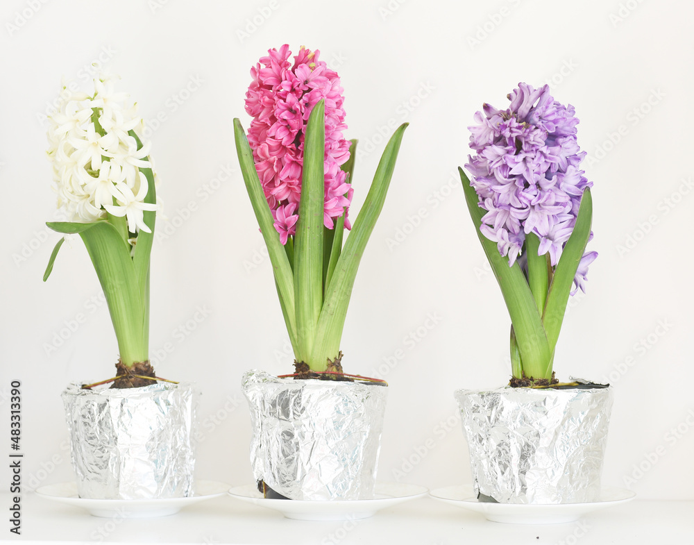 First spring pink hyacinth flower in a pot First spring pink hyacinth flower in a pot