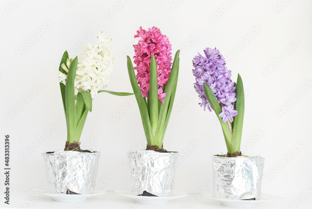 First spring pink hyacinth flower in a pot
