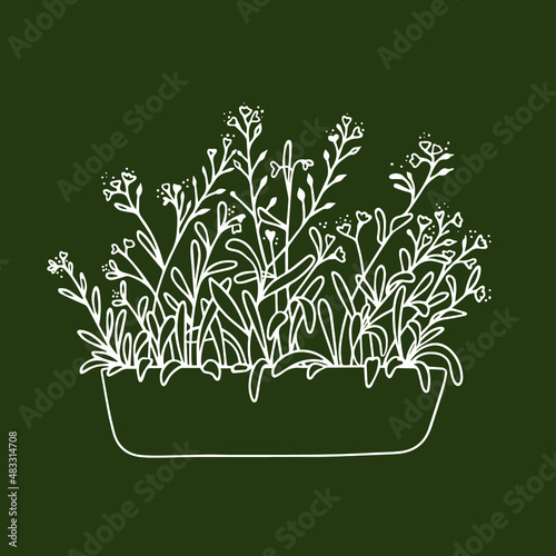 Potted forget-me-not flowers. Vector illustration. Line art.