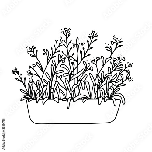 Potted forget-me-not flowers isolated on a white background. Vector illustration. Line art.