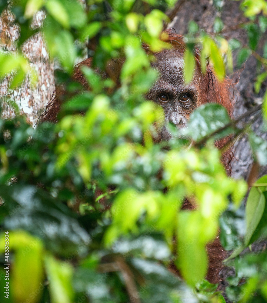 Obraz premium Bornean Orangutan hiding in the green foliage of a tree in a natural habitat. Bornean orangutan (Pongo pygmaeus wurmbii) in the wild nature. Rainforest of Island Borneo. Indonesia.