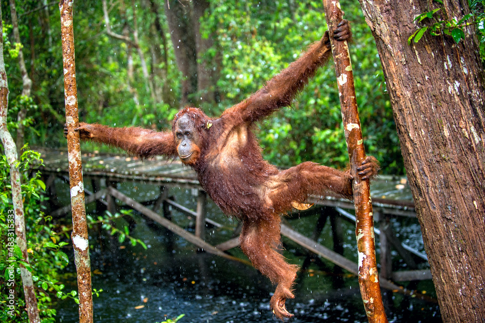 Bornean orangutan on the tree under rain in the wild nature. Central Bornean orangutan ( Pongo pygmaeus wurmbii ) on the tree in natural habitat. Tropical Rainforest of Borneo.Indonesia