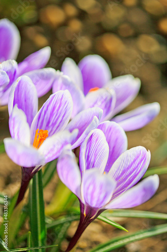 Close-up of a purple Crocus flowers isolated.
