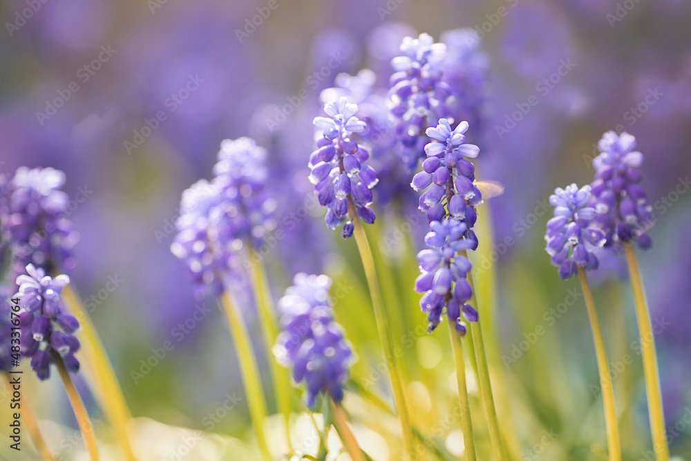 Muscari Muscari