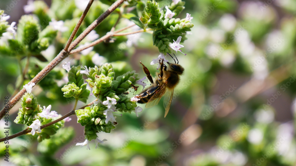 Side view of a honey bee collecting nectar on a flowering plant. Focus on foreground