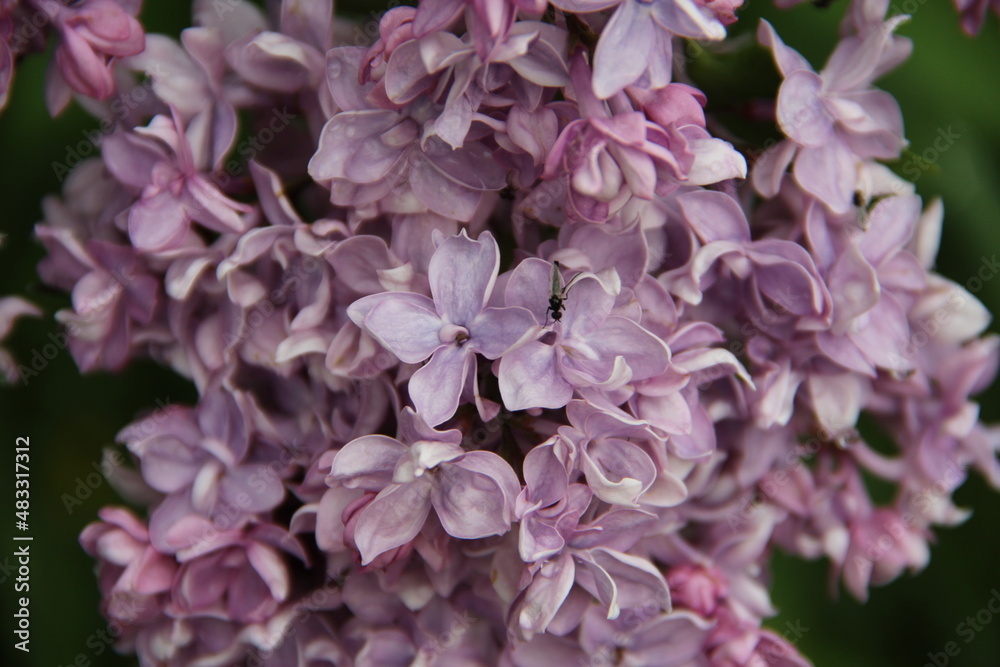 Beautiful lilac close-up Beautiful lilac close-up