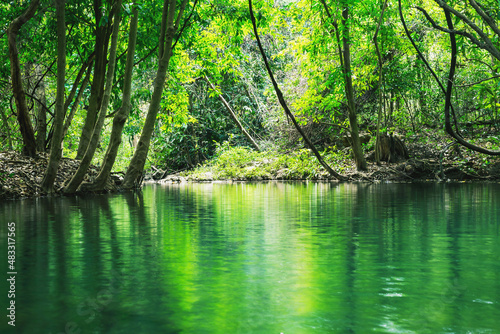 A swamp surrounded by trees in the evergreen forest.