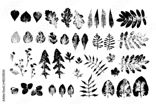 black  leaves imprints on white background. Hand drawn floral elements. set vector foliage stamp. Collection of maple, rowan, oak, birch and other leaf tree