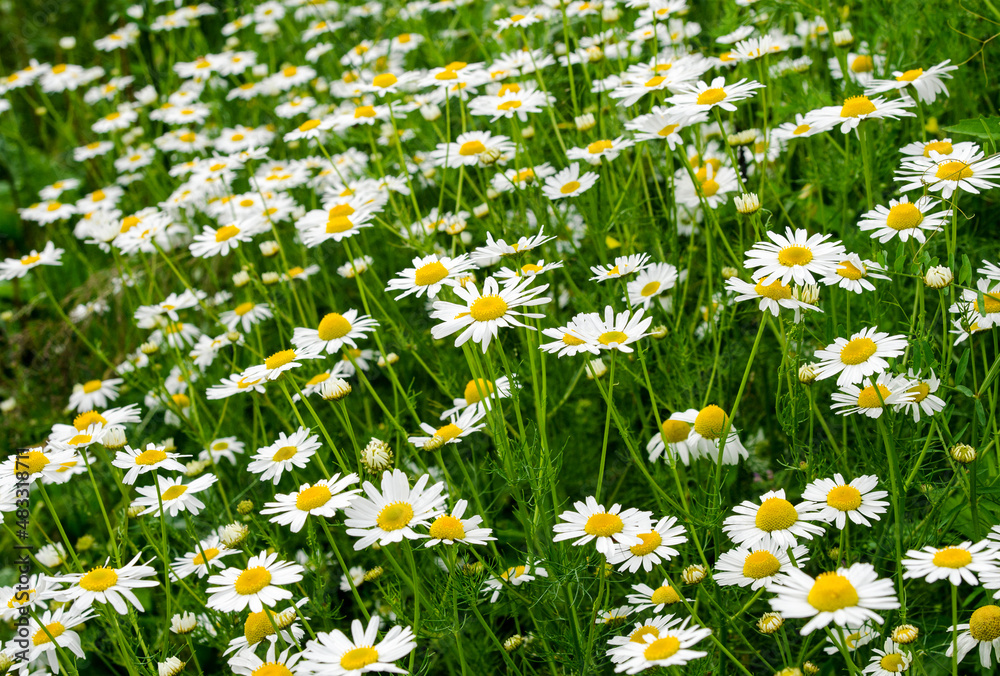 Fototapeta premium Chamomile flowers field. Beautiful blooming medical roman chamomiles. Herbal medicine, aromatherapy concept. Selective focus