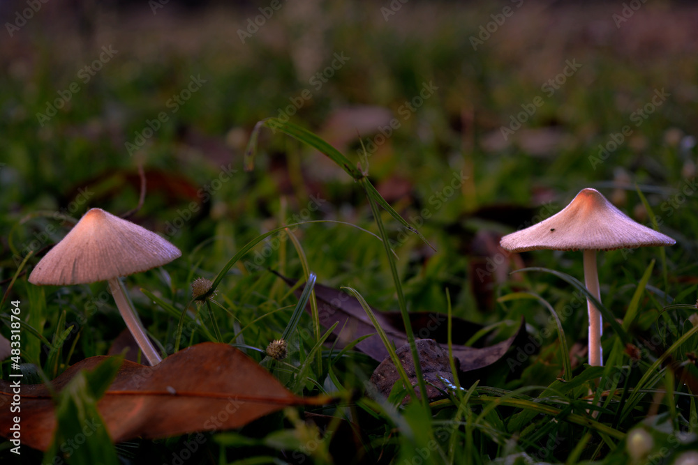 Fototapeta premium mushroom in the forest