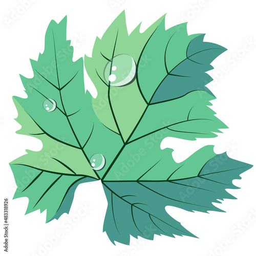 Pastel colors dark green grape leave in dew drops vector element in flat style. Good for wine bar restaurant menu, card decoration, stickers, wine bottle labels or winery logo design.
