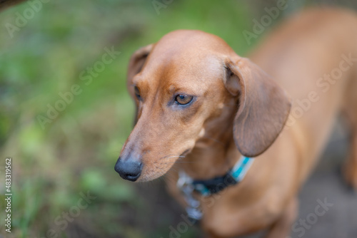 The focus is on the face of a short-haired brown dachshund, gray-green blurred body and background, staring, calm gaze, seen from a higher perspective. Space for text