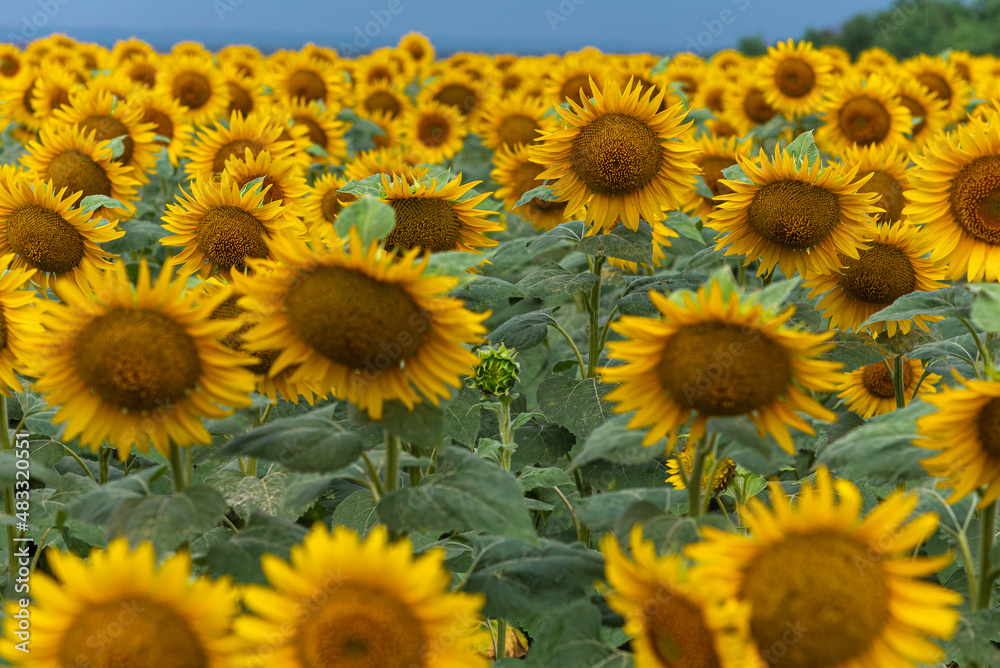 summer agricultural field with yellow sunflowers against the sky with clouds. Concept of sunflowers nature, landscape summer agricultural field with yellow sunflowers against the sky with clouds. Concept of sunflowers nature, landscape