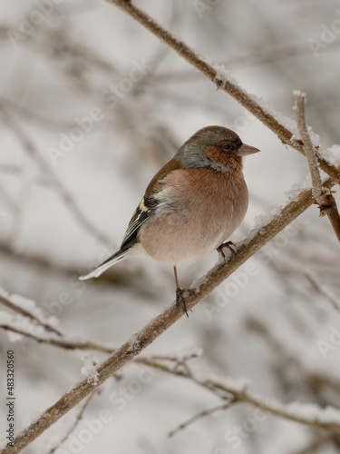 Common chaffinch in snow