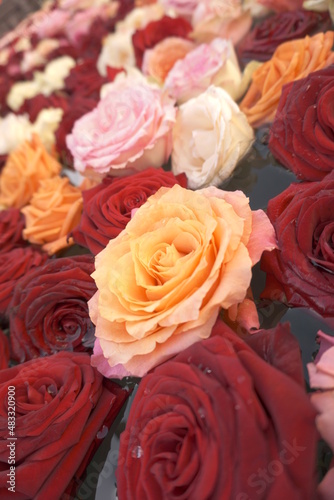 Background image of red  yellow and pink roses in water  roses close up