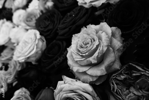 Background image of roses close-up in black and white