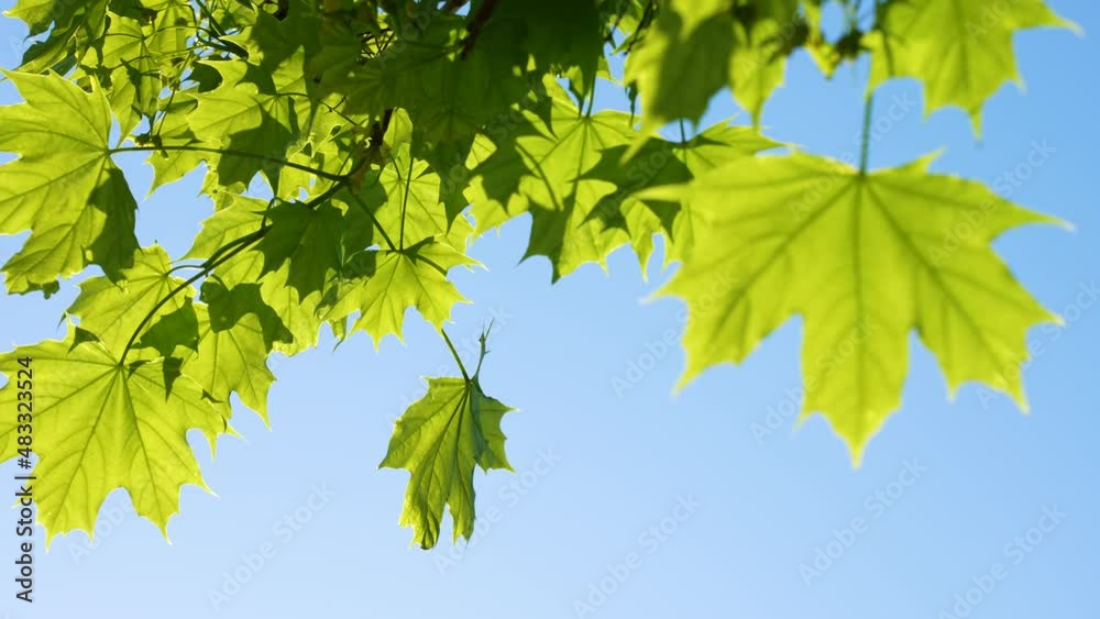 Beautiful sunny spring bright fresh green leaves on branches of trees isolated on clear blue sky backdrop with sun shine through branches and foliage. Abstract natural video background Beautiful sunny spring bright fresh green leaves on branches of trees isolated on clear blue sky backdrop with sun shine through branches and foliage. Abstract natural video background