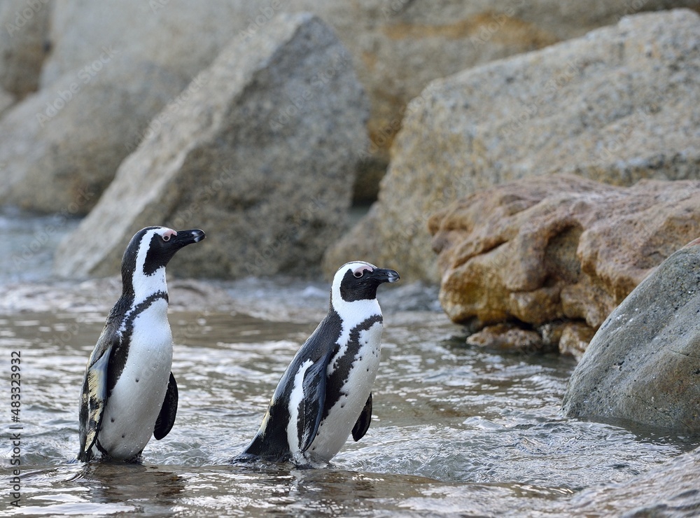 Fototapeta premium African penguins on the shore in evening twilight. African penguin ( Spheniscus demersus) also known as the jackass penguin and black-footed penguin. Boulders colony. South Africa