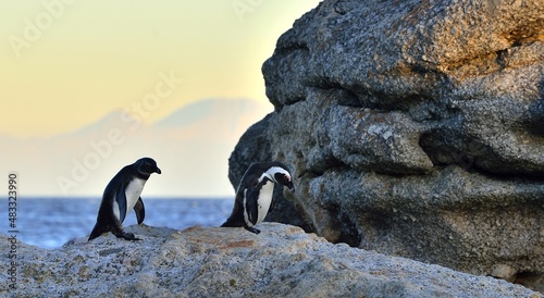 African penguins on the stone in evening twilight. African penguin ( Spheniscus demersus) also known as the jackass penguin and black-footed penguin. Boulders colony. South Africa