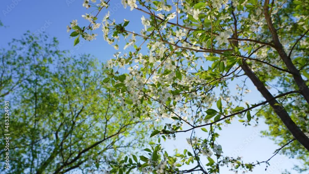 Looking up point of view slow motion 4k video footage of many green spring trees blooming with first young foliage and flowers isolated on sunny sunset clear blue sky background. Springtime concept Looking up point of view slow motion 4k video footage of many green spring trees blooming with first young foliage and flowers isolated on sunny sunset clear blue sky background. Springtime concept