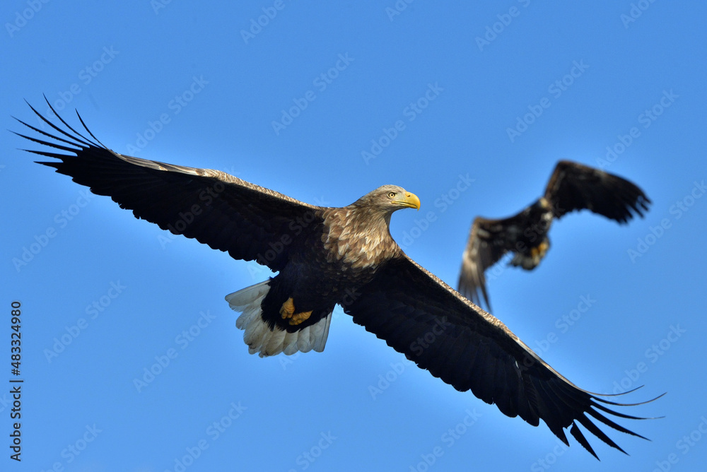 Adult White-tailed eagle in flight. Blue sky background. Scientific name: Haliaeetus albicilla, also known as the ern, erne, gray eagle, Eurasian sea eagle and white-tailed sea-eagle. Adult White-tailed eagle in flight. Blue sky background. Scientific name: Haliaeetus albicilla, also known as the ern, erne, gray eagle, Eurasian sea eagle and white-tailed sea-eagle.