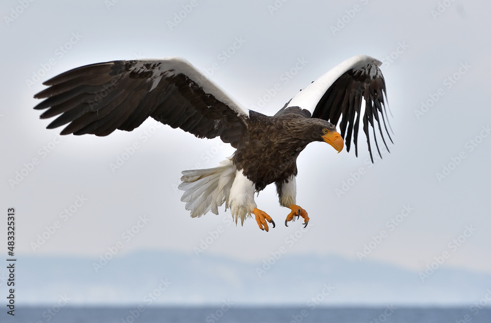 Adult Steller's sea eagle in flight. Steller's sea eagle, Scientific name: Haliaeetus pelagicus. Adult Steller's sea eagle in flight. Steller's sea eagle, Scientific name: Haliaeetus pelagicus.