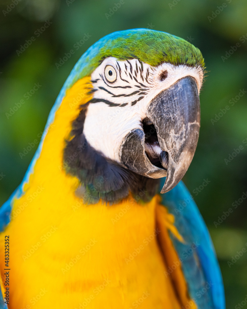 Macaw Macaw