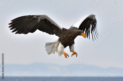 Adult Steller s sea eagle in flight. Steller s sea eagle  Scientific name  Haliaeetus pelagicus.