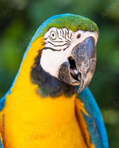 Macaw