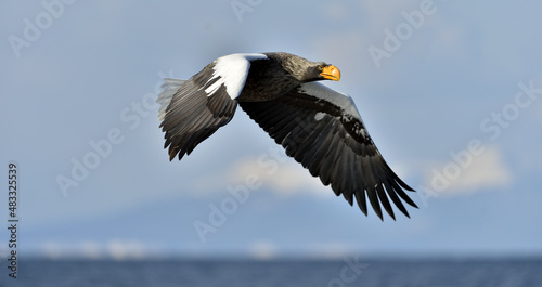 Adult Steller s sea eagle in flight. Steller s sea eagle  Scientific name  Haliaeetus pelagicus.