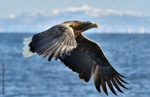 White-tailed eagle in flight. Adult white-tailed eagle, Scientific name: Haliaeetus albicilla, also known as the ern, erne, gray eagle, Eurasian sea eagle and white-tailed sea-eagle. © Uryadnikov Sergey