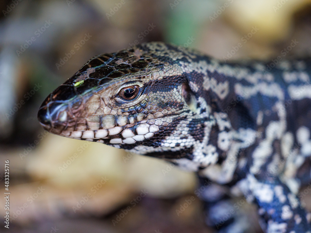 Iguana Iguana