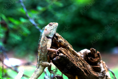 Garden lizard Or also known as Oriental Plant Lizard resting calmly on the branch of a plant