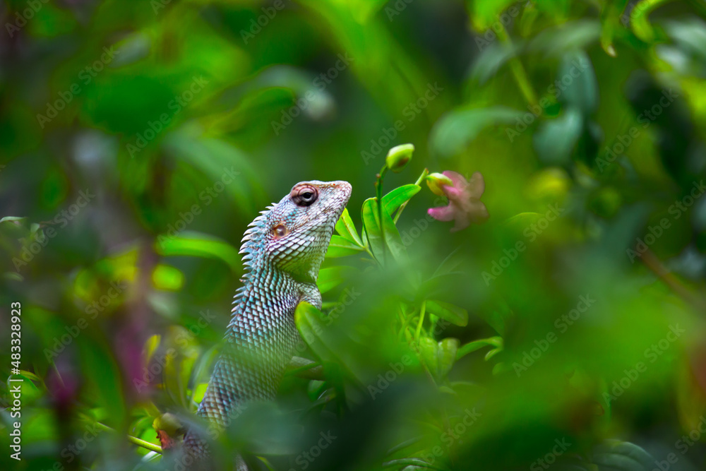 Garden lizard Or also known as Oriental Plant Lizard resting calmly on the branch of a plant