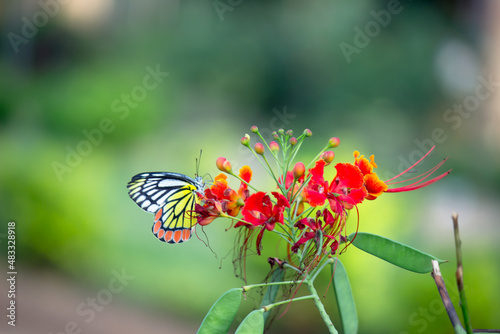 Jezebel butterfly (Delias eucharis) resting on Royal poinciana flowers during springtime photo