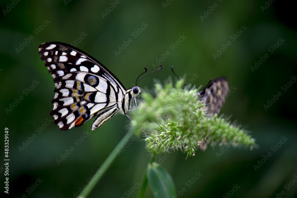 Papilio butterfly or The Common Lime Butterfly resting on the flower plants Papilio butterfly or The Common Lime Butterfly resting on the flower plants