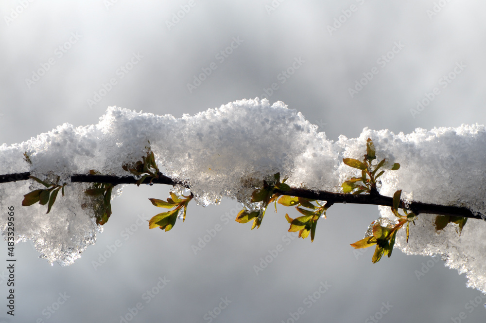 Obraz premium Schnee auf Birkenzweig