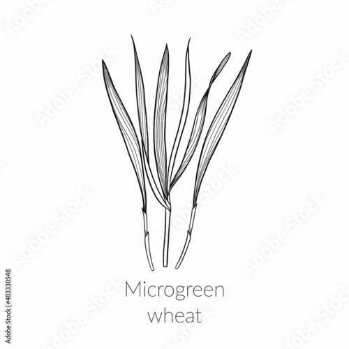 Young sprouts of wheat microgreens, vector line art black and white drawing, cultivation of wheat microgreens, grain, young leaves, healthy lifestyle concept, vegan healthy food.