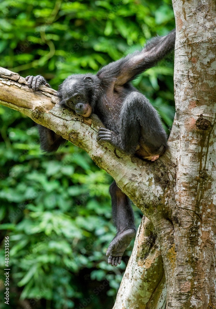 The portrait of juvenile Bonobo on the tree in natural habitat. Green natural background. The Bonobo ( Pan paniscus), called the pygmy chimpanzee. The portrait of juvenile Bonobo on the tree in natural habitat. Green natural background. The Bonobo ( Pan paniscus), called the pygmy chimpanzee.