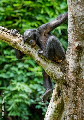 The portrait of  juvenile Bonobo on the tree in natural habitat. Green natural background. The Bonobo ( Pan paniscus), called the pygmy chimpanzee.