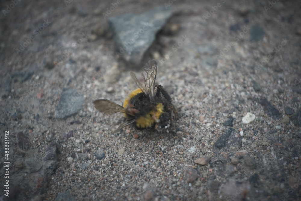 A dead bumblebee