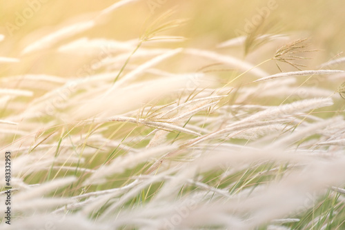 Valokuva Summer Background, Dry Grass Flower Blowing In The Wind,
