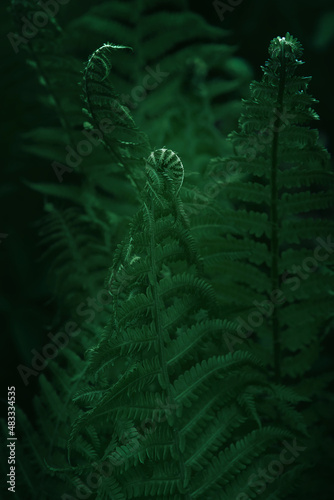 Quadro su tela Fern leaves