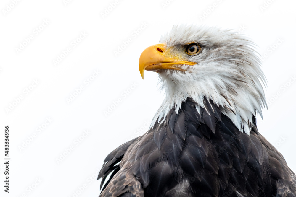Portrait of a proud bald eagle Portrait of a proud bald eagle
