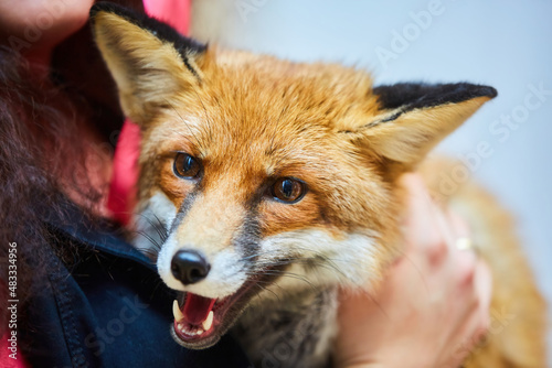 A young red fox in the arms of a man. Taming wild animals