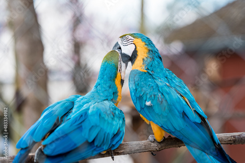 blue and yellow macaw parrot © Samuel