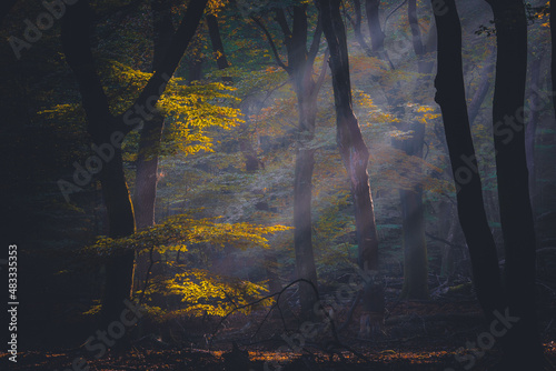 Atmospheric misty morning light on green branch in magical forest photo