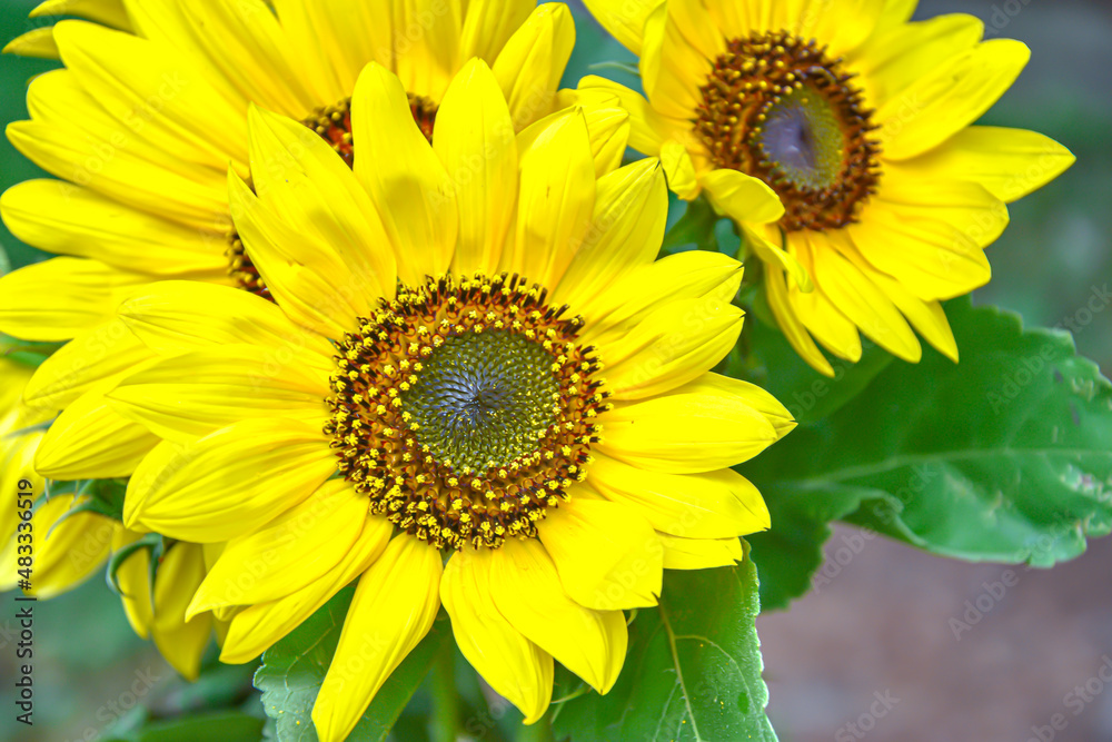Sunflower