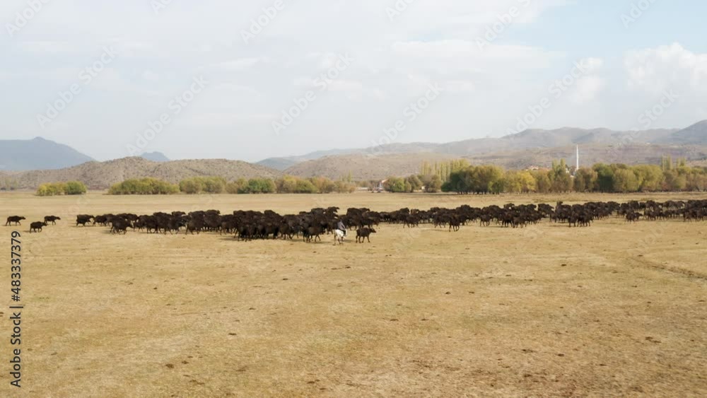 Herdsman Riding Horse Guiding Herd Of Cattle Back Home In Turkey. - aerial Herdsman Riding Horse Guiding Herd Of Cattle Back Home In Turkey. - aerial