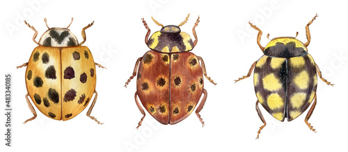 Watercolor hand drawn clipart. Ladybugs, coccinellidae yellow and brown beetles isolated on white background.  © Svetlana